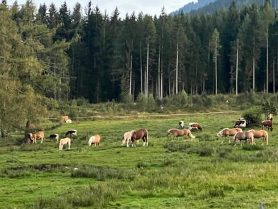 Grasende Pferde auf der Wiese am Rohrmoos Plateau